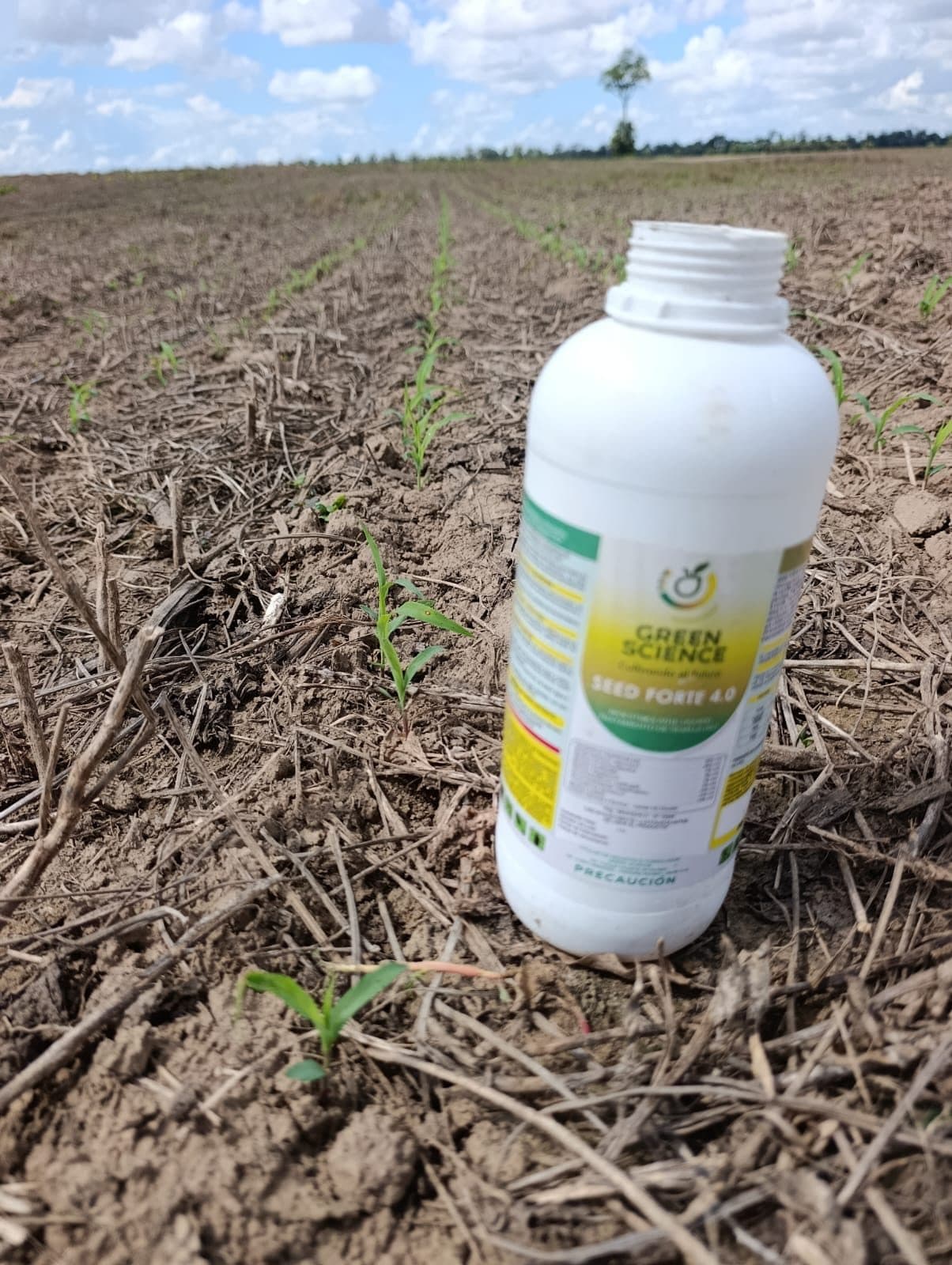 Trigo — Seed Forte 4.0 (raíces a 15 días de la siembra) — 4